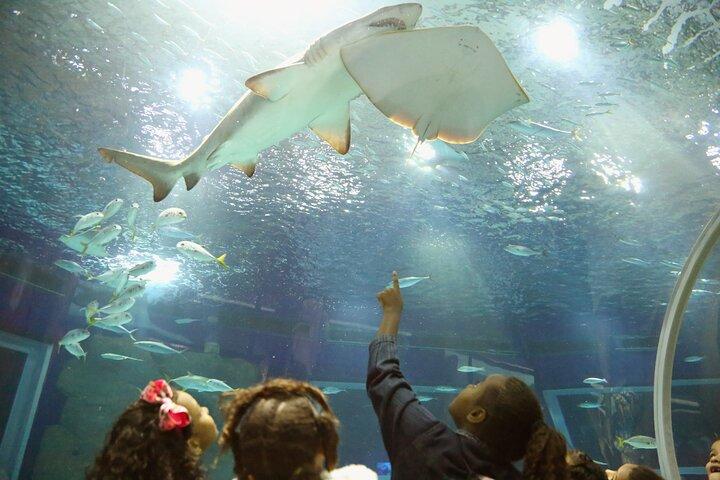 Museum of Tomorrow, AquaRio & Olympic Boulevard in Rio de Janeiro