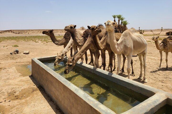 Escapada privada de 5 días a la tierra bereber desde Marrakech