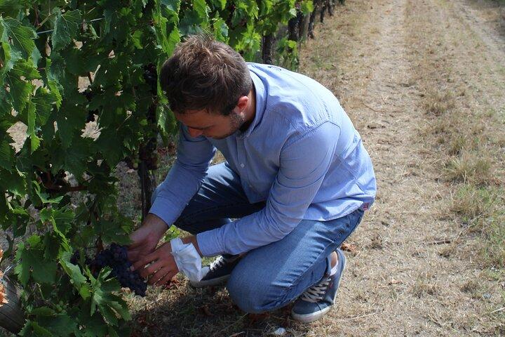 Dégustation dans un vignoble toscan avec transfert de Lucca