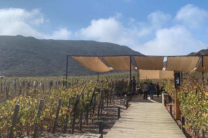 La Bufadora/Pai Pai Park/Cuatro Cuatros Weinbergtour