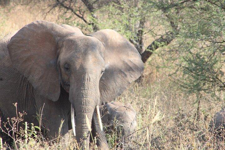 Heldags Ngorongoro Crater privat rundtur