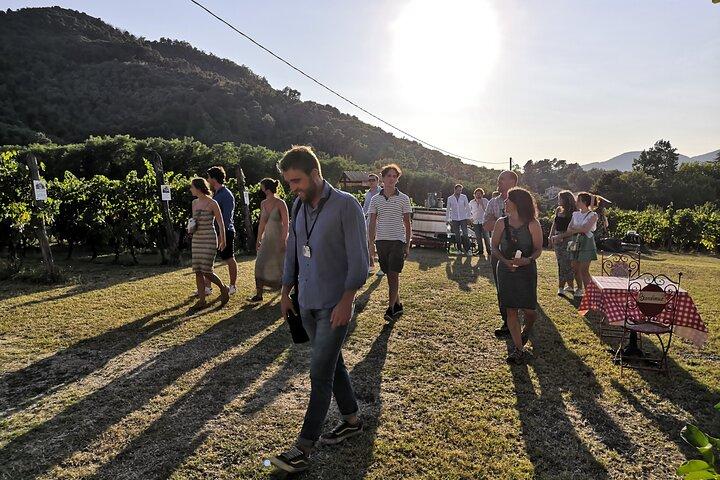Dégustation dans un vignoble toscan avec transfert de Lucca