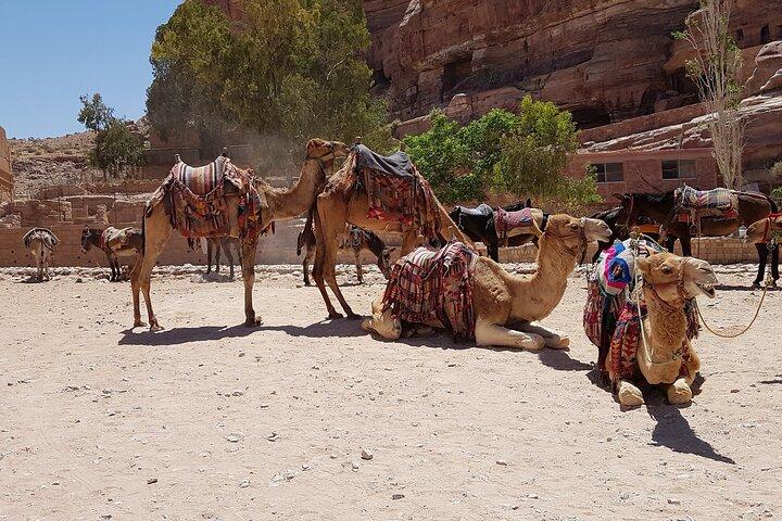 Sunset Camel Ride in Agadir With Hotel Pick up and Drop off