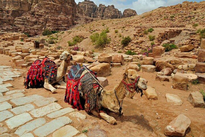 Sunset Camel Ride in Agadir With Hotel Pick up and Drop off