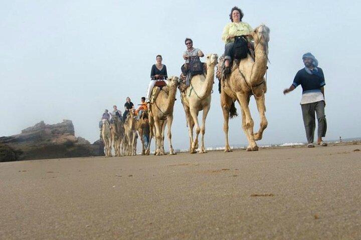 Sunset Camel Ride in Agadir With Hotel Pick up and Drop off