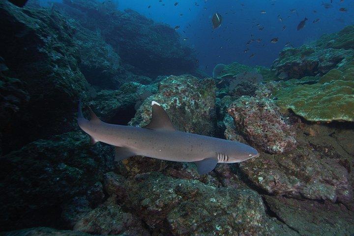 Diving tour in Isla del Caño for certified divers