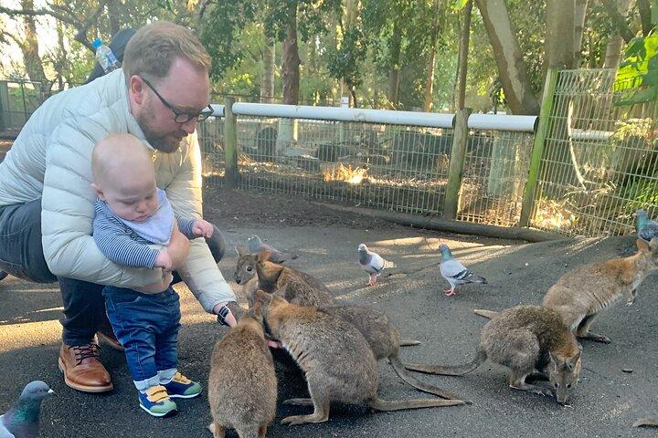 Excursión privada a las montañas azules desde Sídney y opción del parque de animales australiano Featherdale