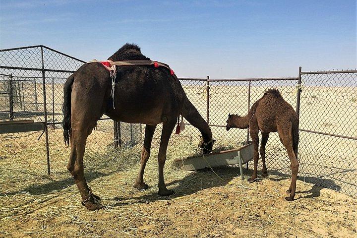 Rub al Khali Sunset Safari: Private 4WD Tour