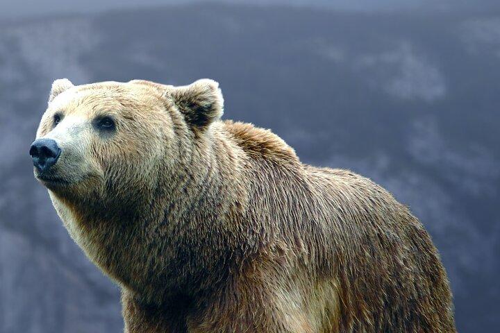 Bears Sanctuary、Dracula's Castle、Brasov Day Trip ブカレストからのプライベート ツアー