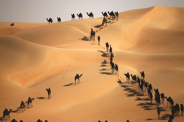Liwa Dunes : Journée complète de safari en 4x4 au départ d'Abou Dabi