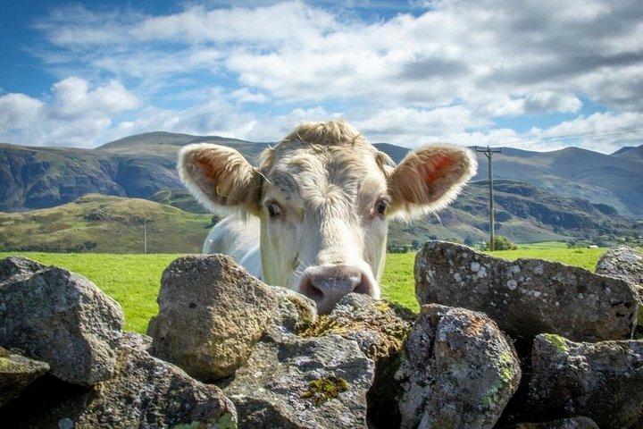 Private Lake District Tours