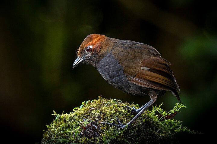 Zuroloma Foto en vogels kijken privétour