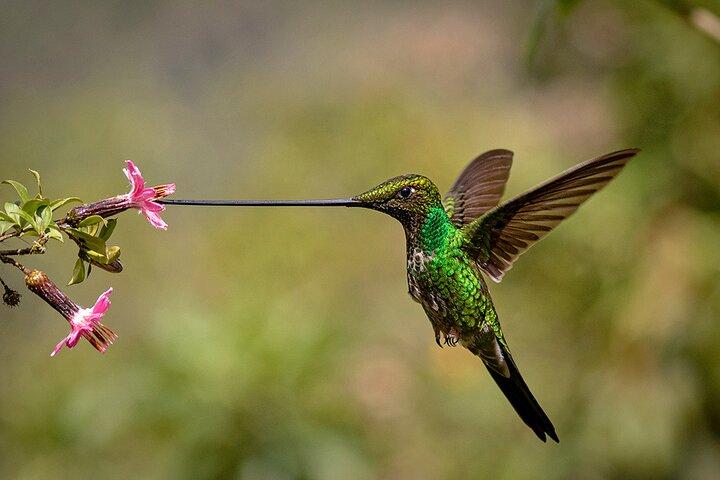 Tour privado de observación de aves y fotografía de Zuroloma