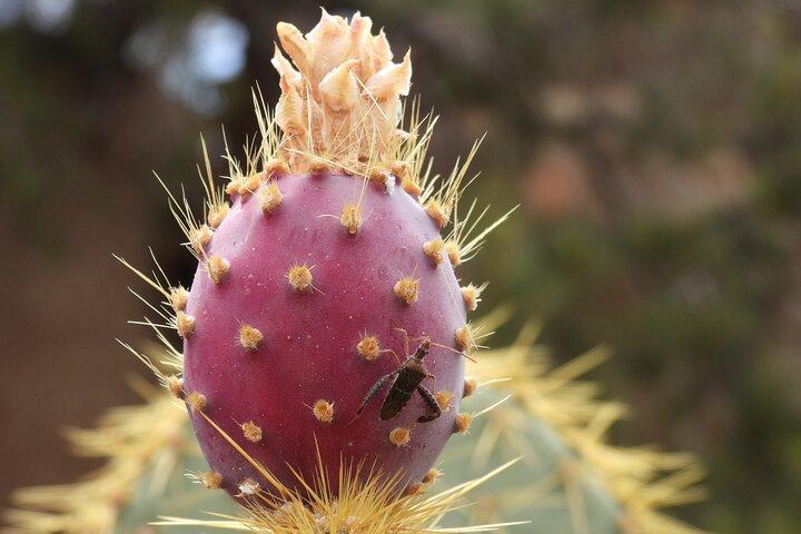 Halvdags guidad vandring i Joshua Tree National Park