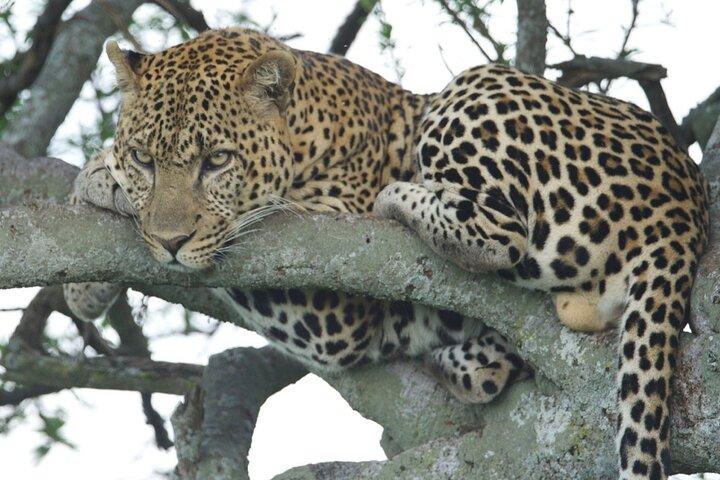 10 Tage Private Flitterwochen Kenia Safari und Strand