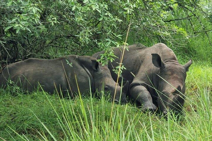 11 Days Uganda +Gorillas