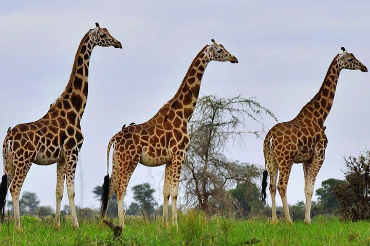 11 Days Uganda +Gorillas
