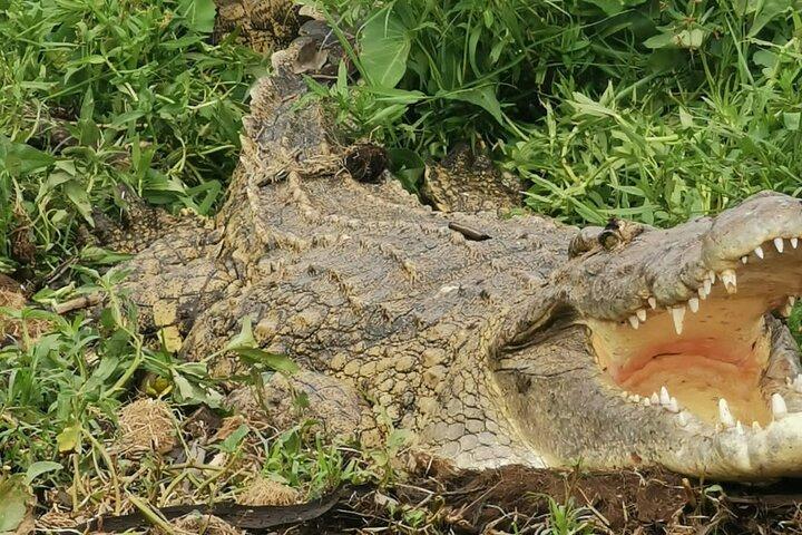 3 Days Murchison falls park Uganda
