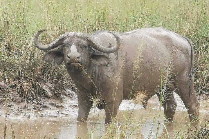 3 Days Murchison falls park Uganda