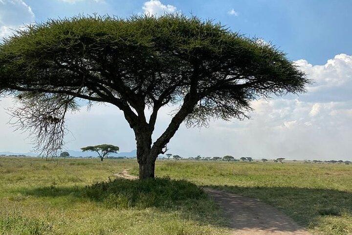 Safari di 4 giorni nel Parco Nazionale del Serengeti, Ngorongoro e Tarangire