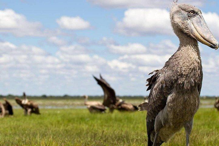 3 Days Murchison falls park Uganda