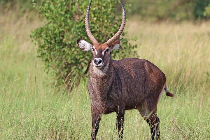 3 Days Murchison falls park Uganda