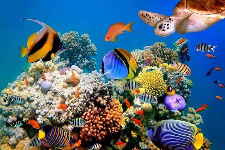 Marmaris e Icmeler 6 horas de buceo