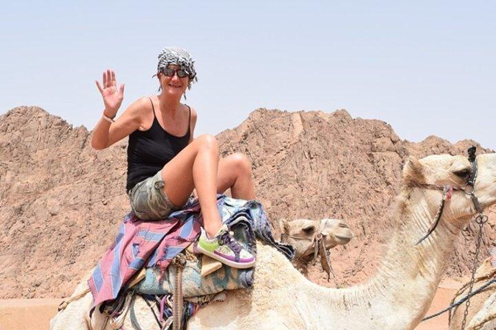 Snorkeling privé d'une journée complète, balade à dos de chameau avec déjeuner à Dahab depuis Charm el-Cheikh
