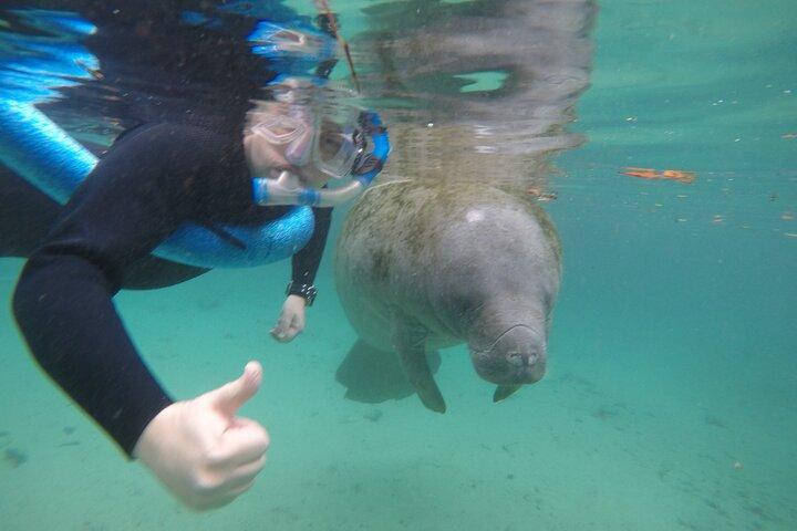 水中写真家との小グループ マナティー シュノーケリング ツアー