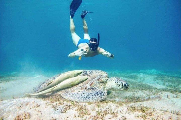 ジュゴンとカメと一緒にシュノーケリングをするマルサ・ムバラク - marsaalam
