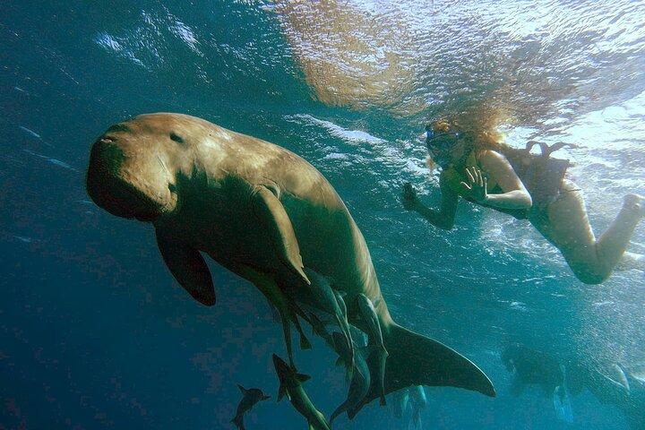 Marsa Mubarak snorkling med dugong och sköldpaddor - marsaalam