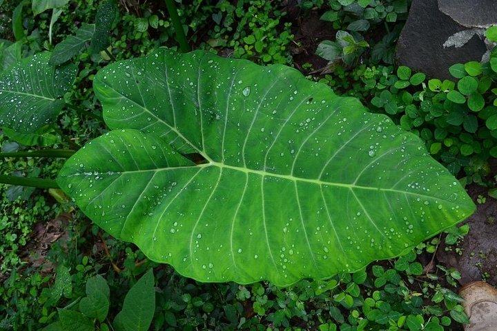 Visite des cascades et du café de Materuni