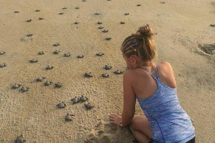 Amazing Turtle Release Tour