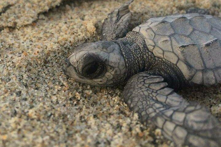 Fantastisk turtle Release Tour