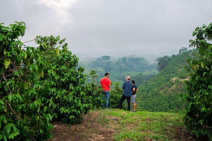 Excursion privée d'une demi-journée à Fairview Estate Coffee Farm avec ramassage