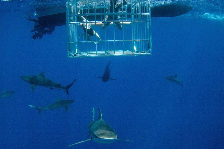 Buceo en jaula de tiburones en "La mundialmente famosa costa norte de Oahu", Hawái