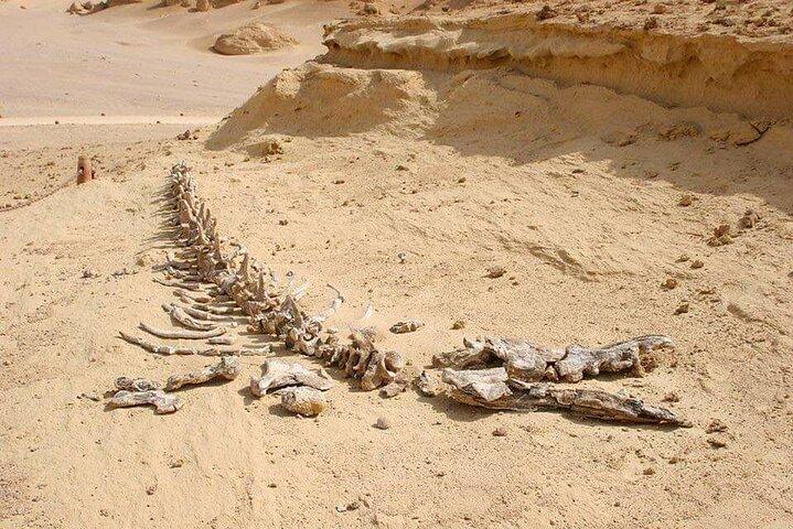 Excursion d'une journée au Fayoum depuis le Caire
