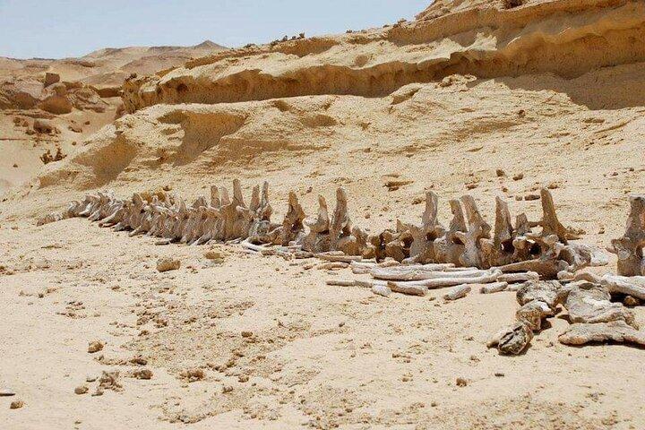 Excursion d'une journée au Fayoum depuis le Caire