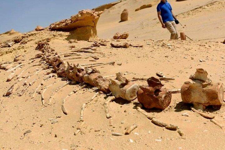Excursion d'une journée au Fayoum depuis le Caire