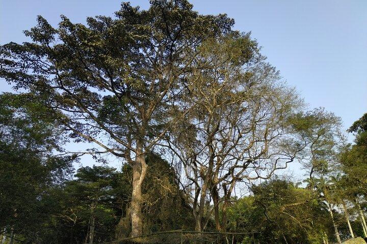 Transferes para os Jardins de Aburi