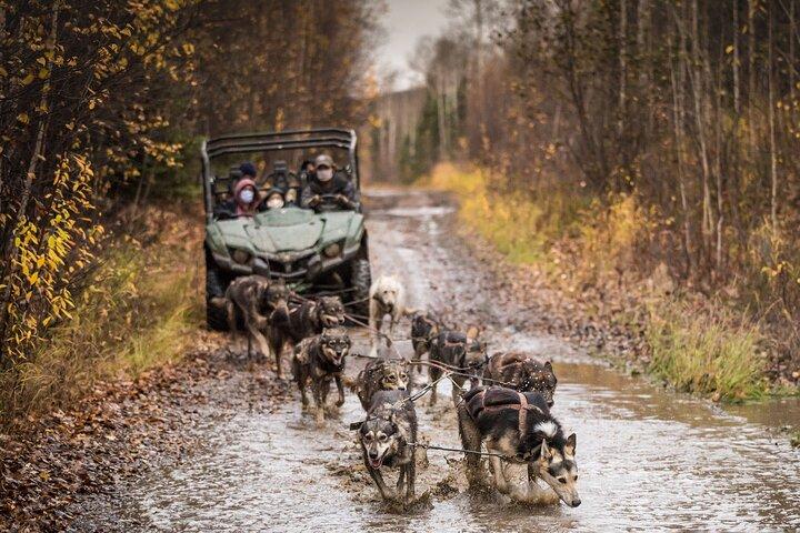 Giro privato del carrello Mushing del fogliame autunnale a Fairbanks