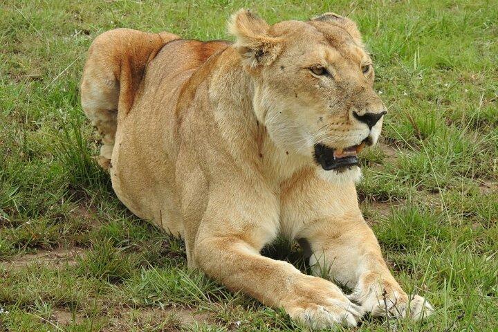 6 días maasai mara - Lago Nakuru - Amboseli impresionante safari
