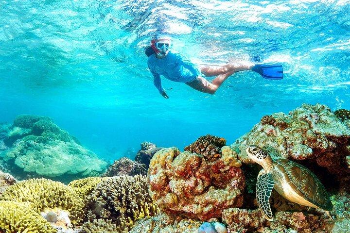 Halve dag snorkelen bij Mnemba Coral Gardens