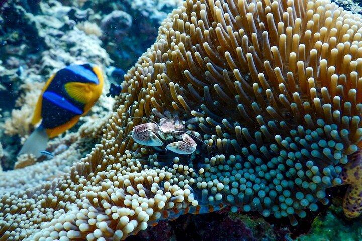 Mnemba Coral Gardensでの半日シュノーケリング