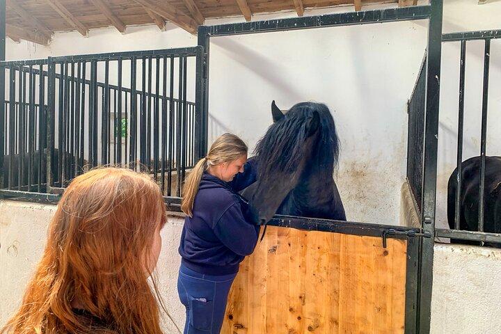 ブラショフでの乗馬ツアー - 野原、森、丘を駆け抜ける