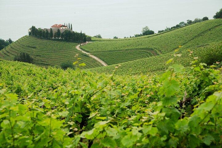 Tour Privado de Queijo Basco e Vinhos Txakoli a partir de San Sebastian