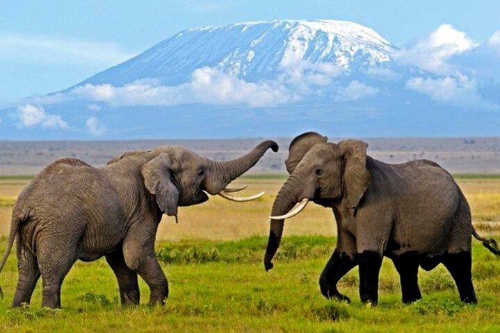 5 Tage Amboseli & Tsavo West Safari