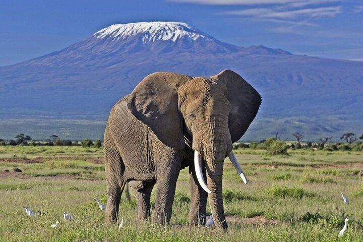 Safari de 5 jours à Amboseli et Tsavo West