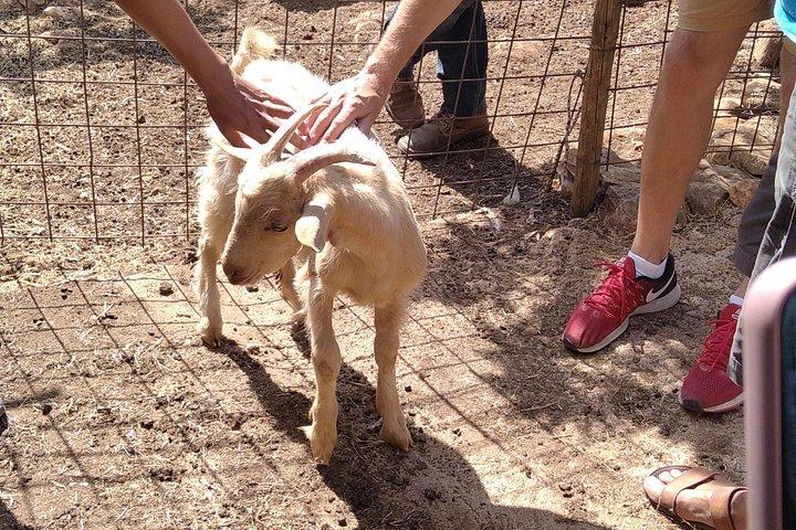 Naxian Farm Experience with hands on Cheese Making activity