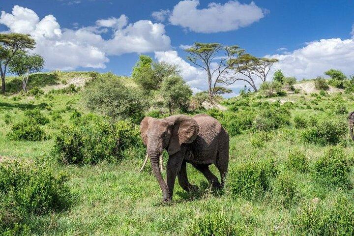 5 dages safari i Tarangire, Serengeti og Ngorongoro Wonders